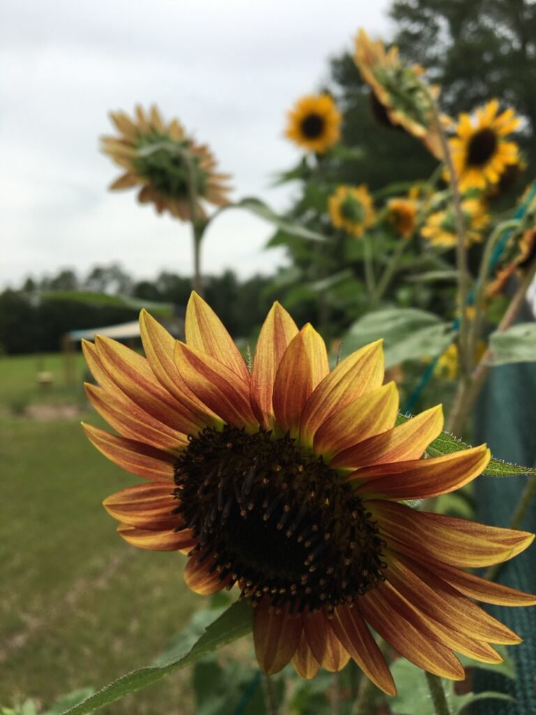 Sunflowers