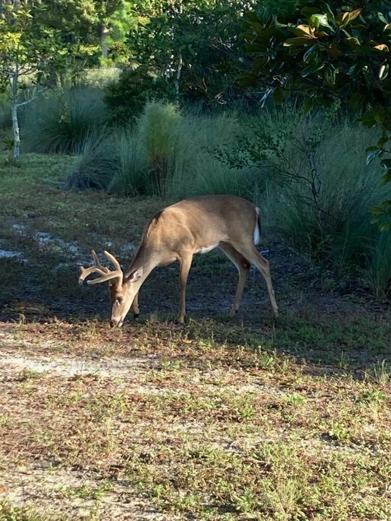 small white tail buck eating grass