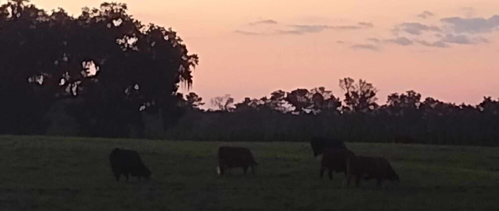 sunset cows in a field