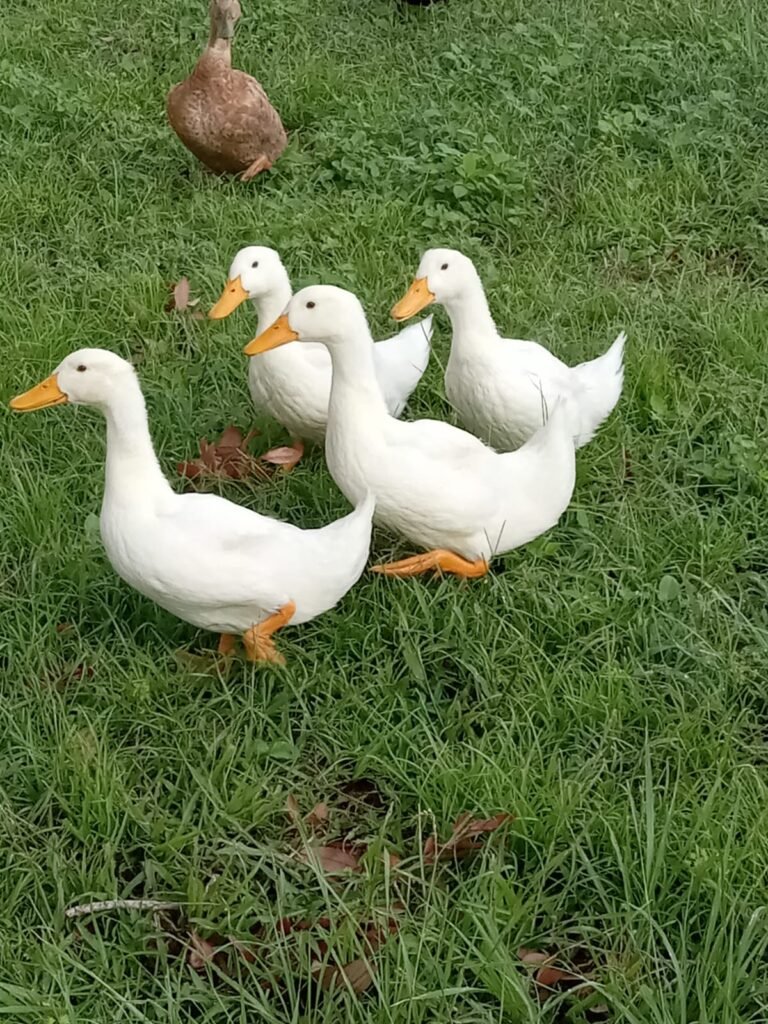 white ducks on green grass