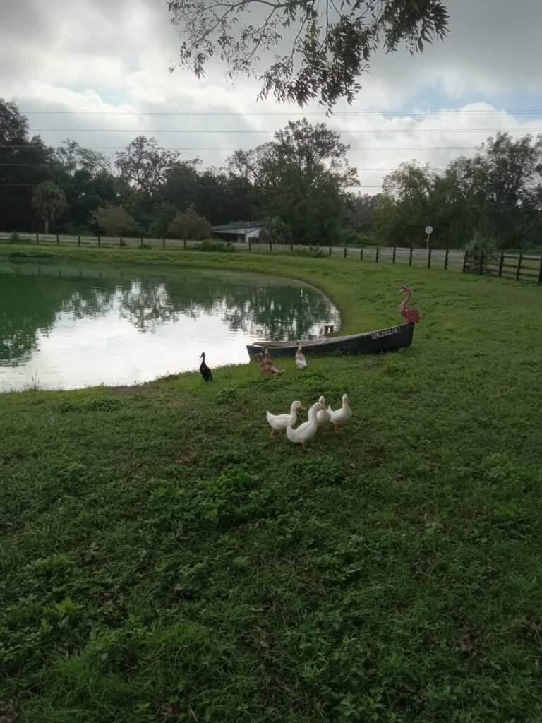 view of the pond with a small boat on the bank to the right , a few white ducks are near the center of the picture in the grass