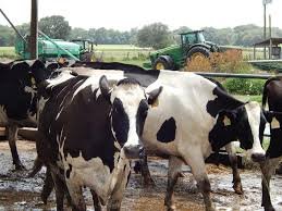 Dairy Cows