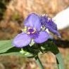 purple spiderwort flower