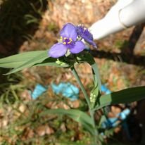 purple spider wort flower