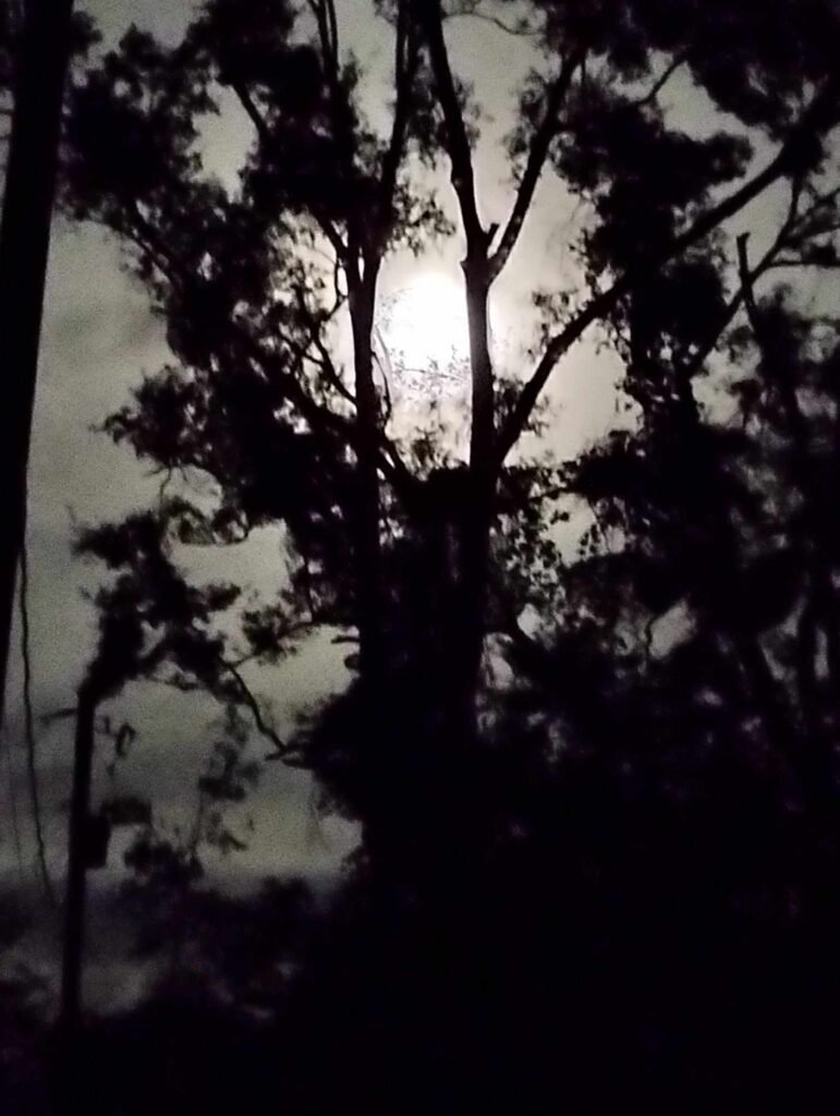 Full moon behind fog and trees