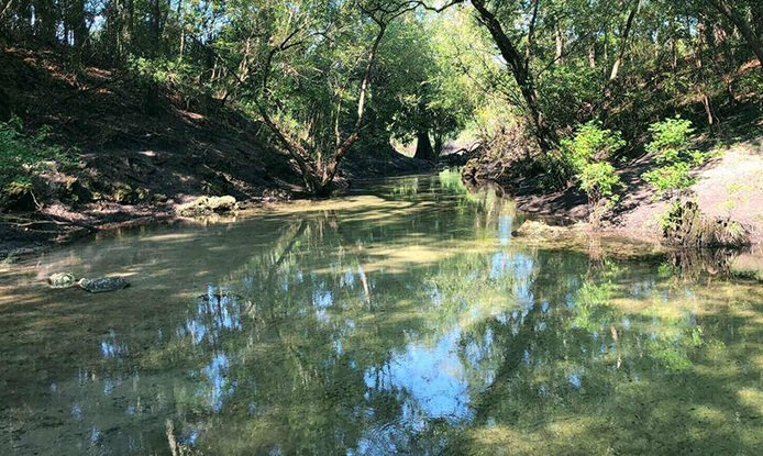 Charles Spring looking towards the Suwannee River